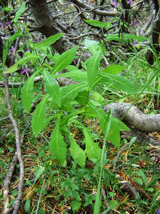 Prenanthes purpurea / Lattuga montana